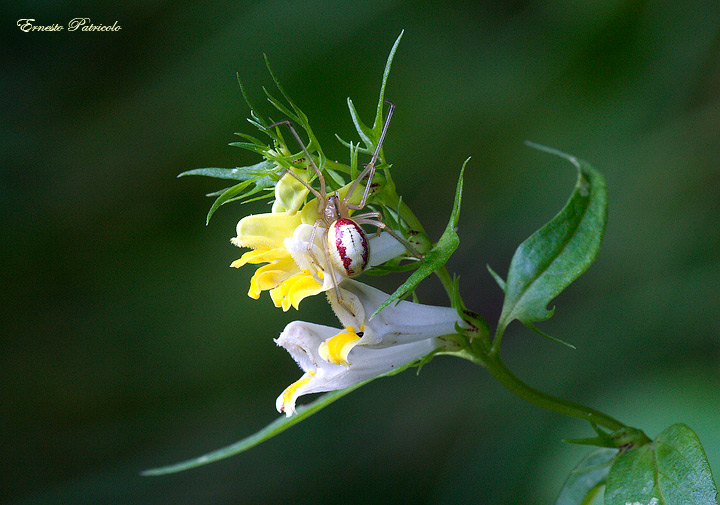 Melampyrum sp.